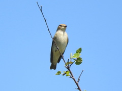 Ficedula hypoleuca
