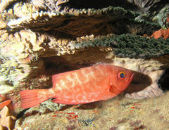 Priacanthus