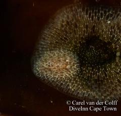 Corambe