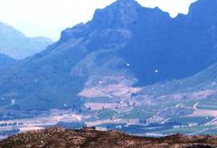 Pelecanus onocrotalus