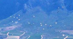 Pelecanus onocrotalus