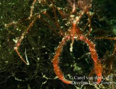 Macropodia falcifera