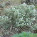 Artemisia rigida - Photo (c) mhays, algunos derechos reservados (CC BY-NC), uploaded by mhays