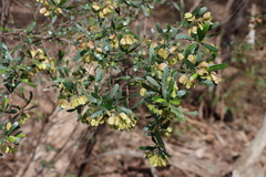 Dodonaea viscosa cuneata
