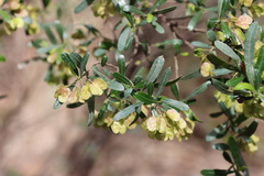 Dodonaea viscosa cuneata