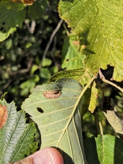 Phyllonorycter strigulatella