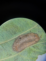 Phyllonorycter strigulatella