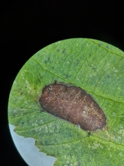 Phyllonorycter strigulatella