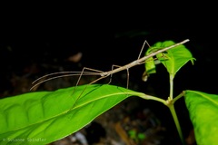 Sipyloidea larryi