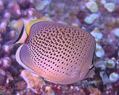 Chaetodon guttatissimus