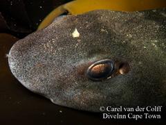 Haploblepharus pictus