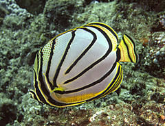 Chaetodon meyeri