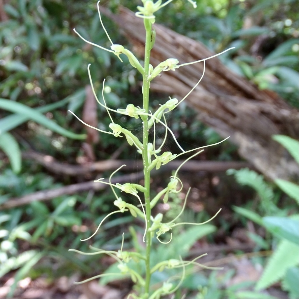 Peristylus calcaratus
