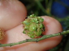 Dasineura glomerata