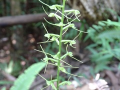 Peristylus