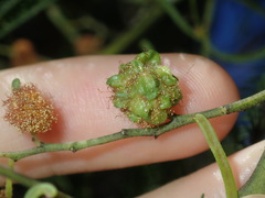 Dasineura glomerata