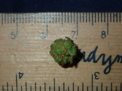 Dasineura glomerata