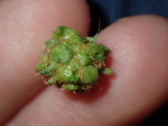 Dasineura glomerata
