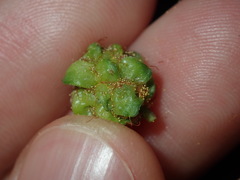 Dasineura glomerata
