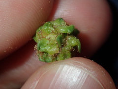 Dasineura glomerata