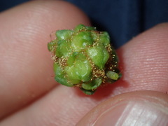 Dasineura glomerata