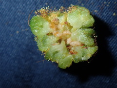 Dasineura glomerata