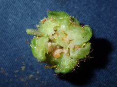 Dasineura glomerata