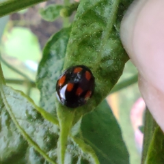 Coccinellidae