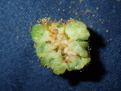 Dasineura glomerata