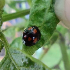 Coccinellidae