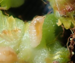 Dasineura glomerata