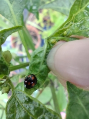 Coccinellidae