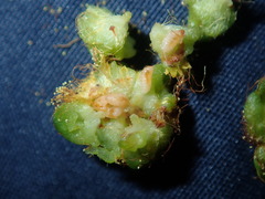 Dasineura glomerata