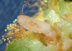 Dasineura glomerata