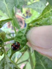 Coccinellidae
