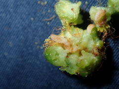 Dasineura glomerata