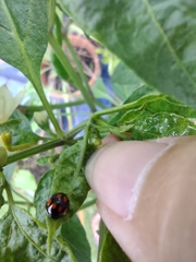 Coccinellidae