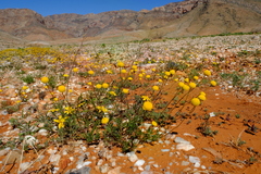 Foveolina dichotoma