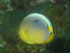 Chaetodon trifasciatus