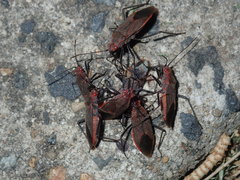 Leptocoris tagalicus