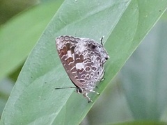 Arhopala birmana