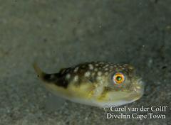 Amblyrhynchote honckenii