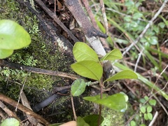 Metrosideros fulgens