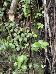 Metrosideros fulgens