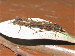 Taenogera