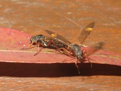 Taenogera