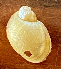 Leichhardtia sisurnius