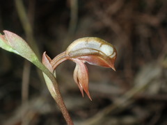 Pterostylis rufa