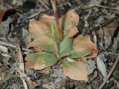 Pterostylis rufa