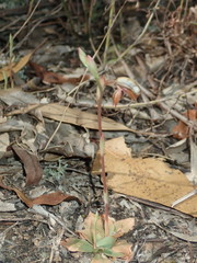 Pterostylis rufa